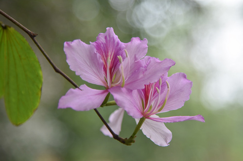 深圳3月賞花的地方推薦 深圳3月賞花景點(diǎn)推薦