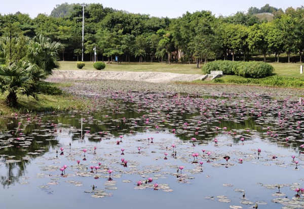 坪山區(qū)中心公園睡蓮花開了