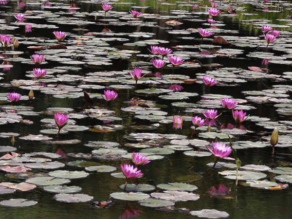 坪山區(qū)中心公園睡蓮花開了