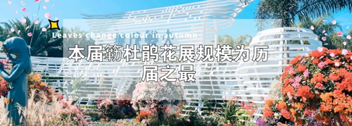 2020深圳蓮花山公園簕杜鵑花展游玩攻略