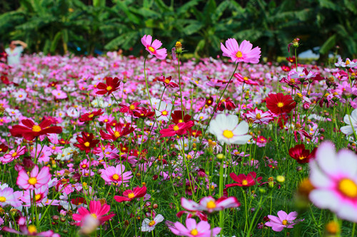 深圳流花山公園有什么花 流花山公園賞花指南