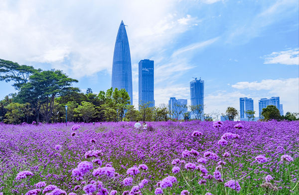 深圳灣公園紫色花海來了 馬鞭草已悄然綻放