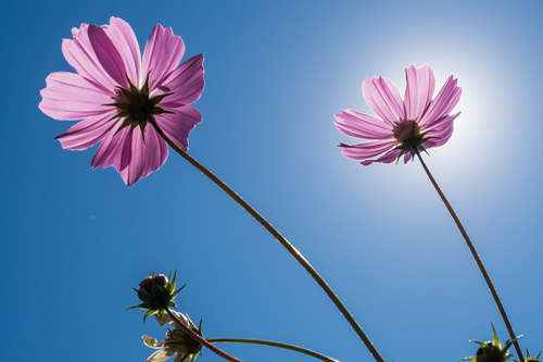 2021年4月深圳哪里有翠蘆莉花(附翠蘆莉花觀賞地點(diǎn))