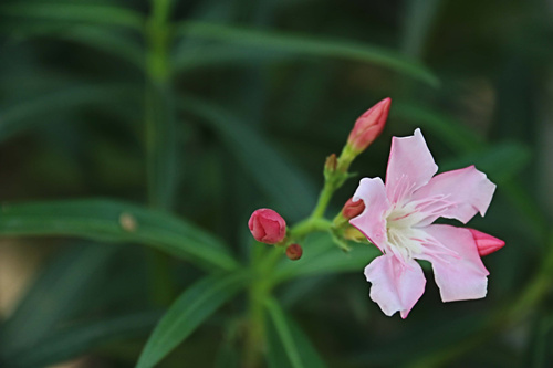 深圳4月有什么花可賞 深圳4月賞花攻略