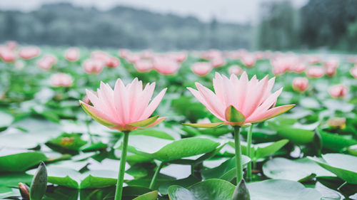 深圳洪湖公園荷花什時候開 花期有多久