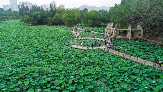 2021深圳洪湖公園荷花展6月中旬開幕