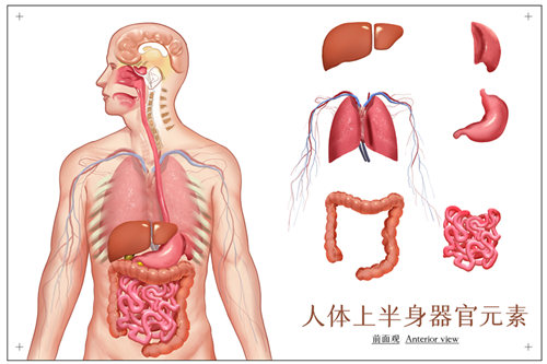 人體內(nèi)器官分布圖及解說