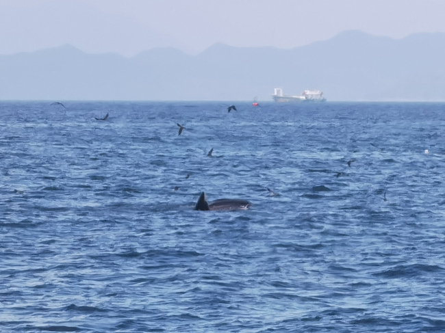 大鵬新區(qū)近海鯨魚(yú)出沒(méi) 水質(zhì)變好把鯨魚(yú)也吸引來(lái)了