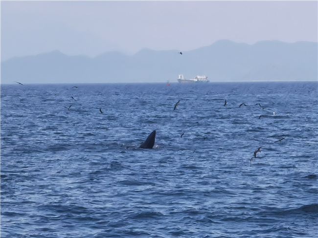 大鵬新區(qū)近海鯨魚(yú)出沒(méi) 水質(zhì)變好把鯨魚(yú)也吸引來(lái)了