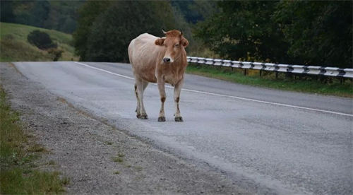 于月仙車禍撞駱駝去世 開車遇到動物該如何應(yīng)對