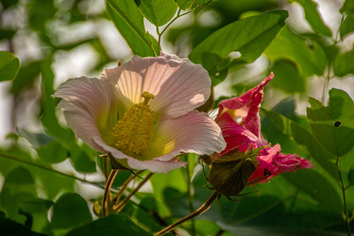 深圳11月賞花攻略（源于攝圖網(wǎng)）