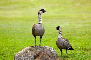 深圳最佳觀鳥(niǎo)地點(diǎn)合集 深圳觀鳥(niǎo)點(diǎn)推薦