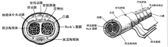 廣東一男子命根子斷裂 就因午睡做了這個動作