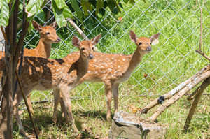 深圳動物園開放了嗎 深圳動物園開放時間