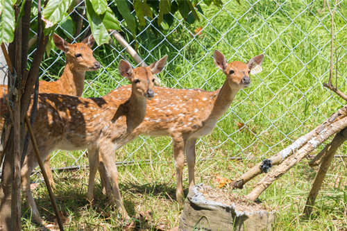 深圳動物園開放了嗎 深圳動物園開放時間