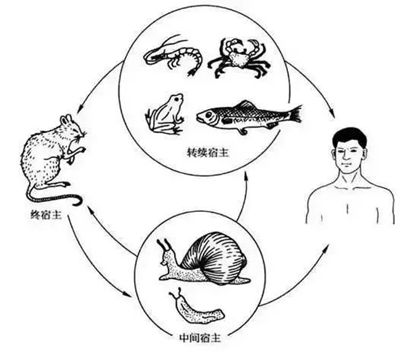 深圳疾控：非洲大蝸牛不要碰 小心感染寄生蟲