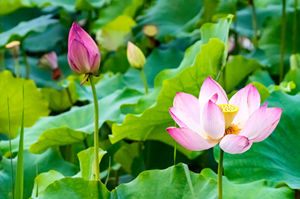 6月20日起深圳洪湖公園入園需24小時(shí)核酸證明