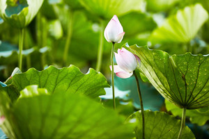 深圳洪湖公園停車場(chǎng)需要網(wǎng)上預(yù)約嗎