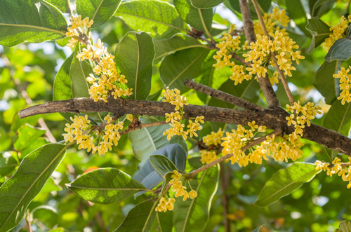 桂花什么時(shí)候開(kāi)的最旺盛 什么時(shí)候是賞桂花的最佳時(shí)期