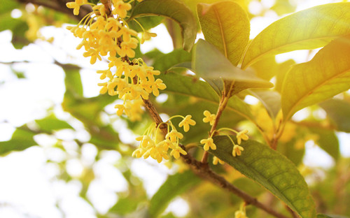 桂花什么時(shí)候開(kāi)的最旺盛 什么時(shí)候是賞桂花的最佳時(shí)期