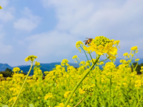 2023年深圳元宵節(jié)哪里可以觀賞油菜花