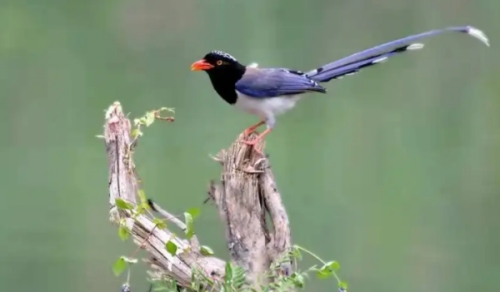 藍(lán)桉已遇釋槐鳥梗的意思介紹