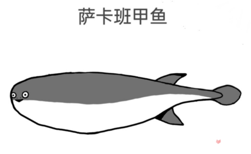 薩卡班甲魚(yú)是什么梗 薩卡班甲魚(yú)意思介紹