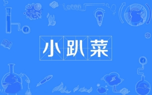 網(wǎng)絡(luò)用語(yǔ)小趴菜是什么梗