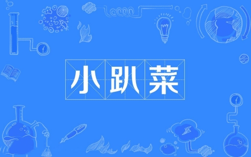 網(wǎng)絡(luò)用語(yǔ)小趴菜是什么梗