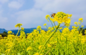 深圳觀瀾版畫基地有花看嗎