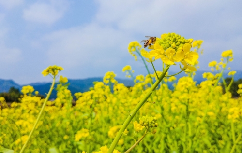 深圳觀瀾版畫(huà)基地有花看嗎