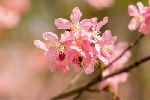 深圳蓮花山公園春季有什么花